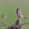 Tree Sparrow